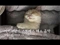고양이가 좋아하는 스트레스해소 음악모음 SUB)Relaxing Music for Cats
