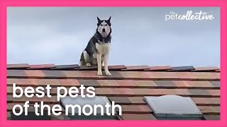 Best Pets of the Month (July 2020) | The Pet Collective