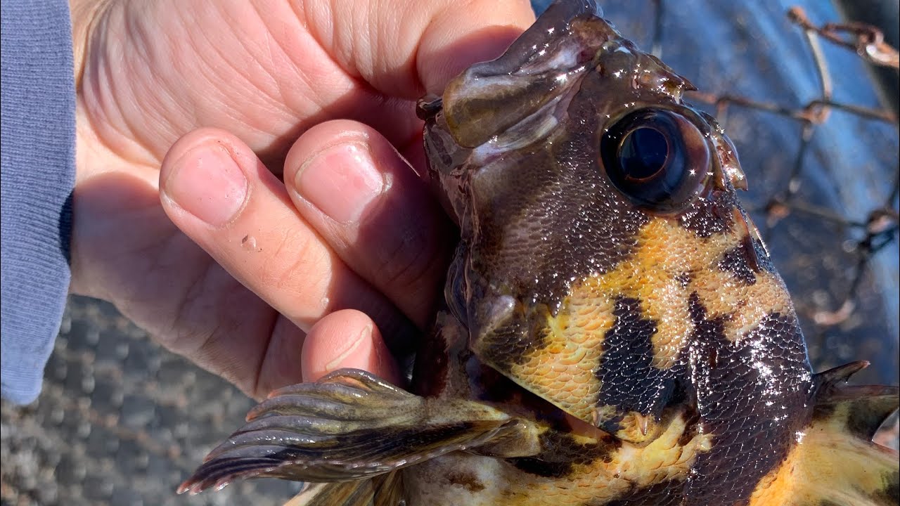 Easy On Shore Rockfish Fishing, Coast Guard Pier, Monterey CA YouTube