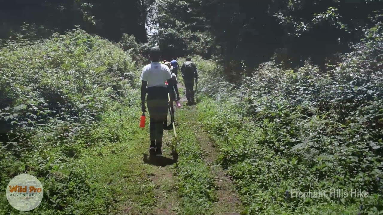 Elephant hill hike 🐘- Wild Pro Adventures