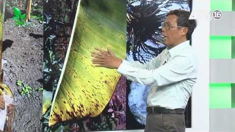 Cây chuối lùn Nam Mỹ bị đốm lá và thối rễ