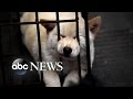 Chinese Dog Meat Festival | Undercover Cameras Reveal Brutality