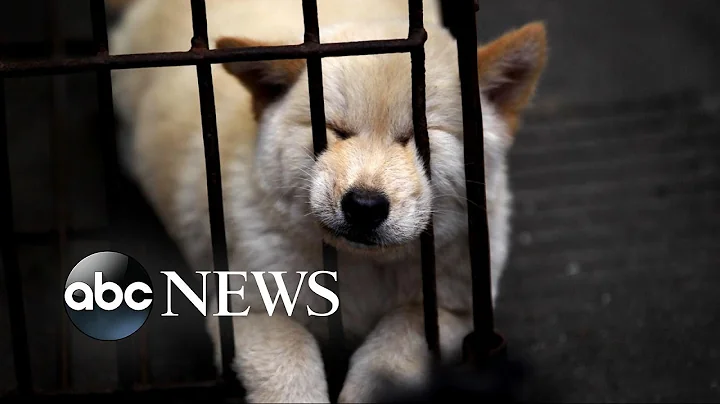 Chinese Dog Meat Festival | Undercover Cameras Reveal Brutality - DayDayNews