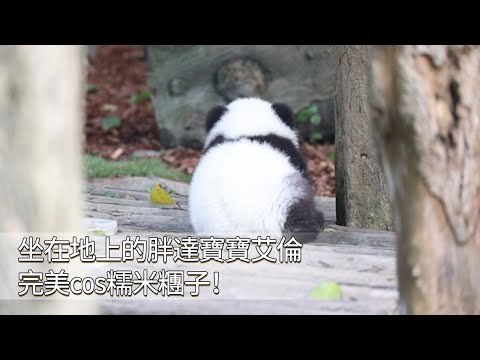 《熊貓早晚安》坐在地上的胖達寶寶艾倫完美cos糯米糰子！ | iPanda