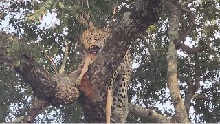 Leopard having lunch II leopard behaviour during impala kill - Sabi Sand Game Reserve,