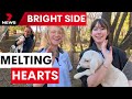 Katoomba High Students Learn Life Lessons With A Newborn Lamb 7NEWS Katoomba High Students Learn Life Lessons With A Newborn Lamb 7NEWS