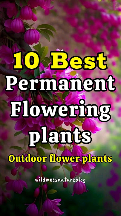 10 best all season flowering plants in India / permanent flower plants #shorts#floweringplants