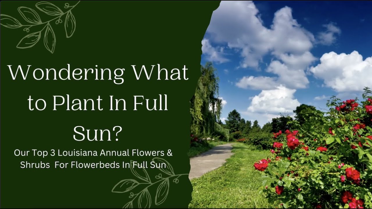 Plants & Shrubs That Do Well In Full Sun YouTube