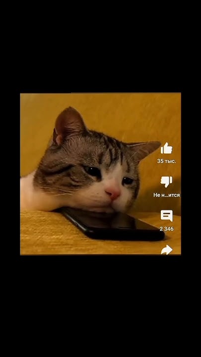 Жалко котика😟🥺 - YouTube