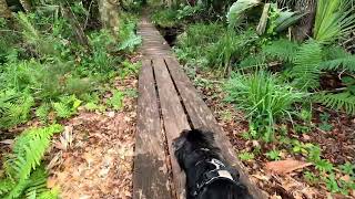 Wekiva Springs Hike with Otto