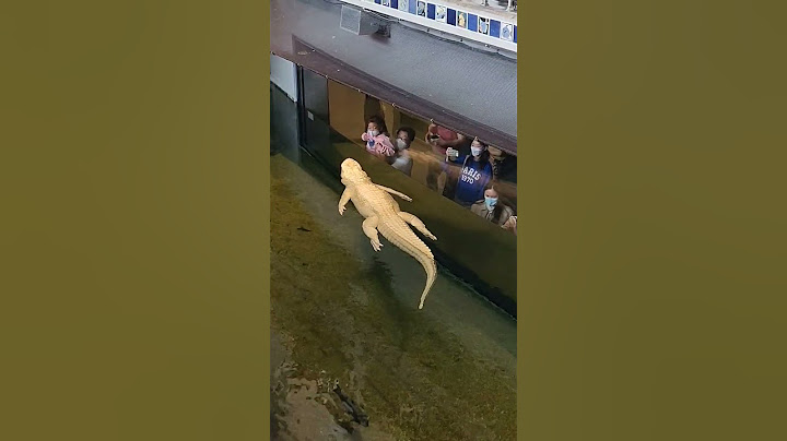 Cá sấu bạch tạng hiếm có - Rare white alligator || California Acadamy of Sciences - San Francisco