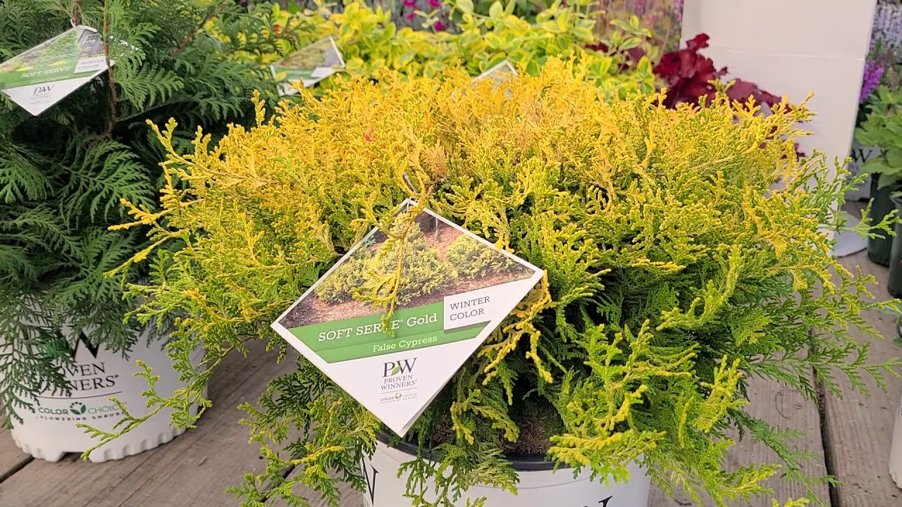 Chamaecyparis Soft Serve® (Gold False Cypress) // Conical Pyramid of Soft, Bright Golden Foliage