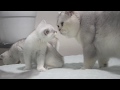 Father cat Joy meets his baby cats first time | Silver chinchilla | Funny kittens