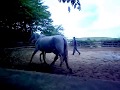 QUITUMBA - Rainha+Ganga Zumba - MARCHADOR