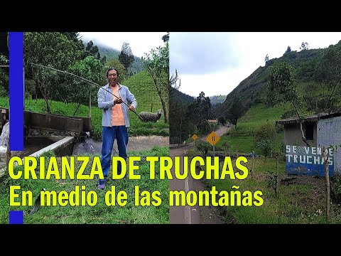 CRIANZA DE TRUCHAS COMO EMPRENDIMIENTO