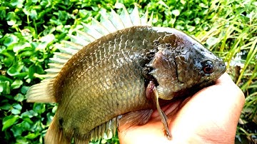 Câu cá rô đồng con kênh nhỏ đụng toàn cá to và đẹp @chuachactv