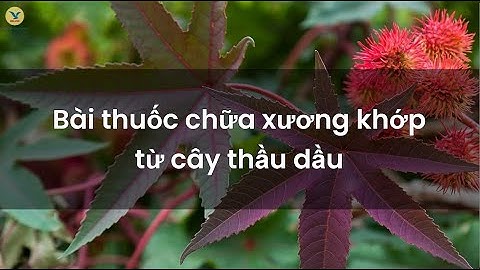 Gợi ý bài thuốc chữa xương khớp từ cây thầu dầu