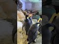 \ エンペラーペンギンの赤ちゃんの成長記録🐧/【2月20日撮影 143日齢】