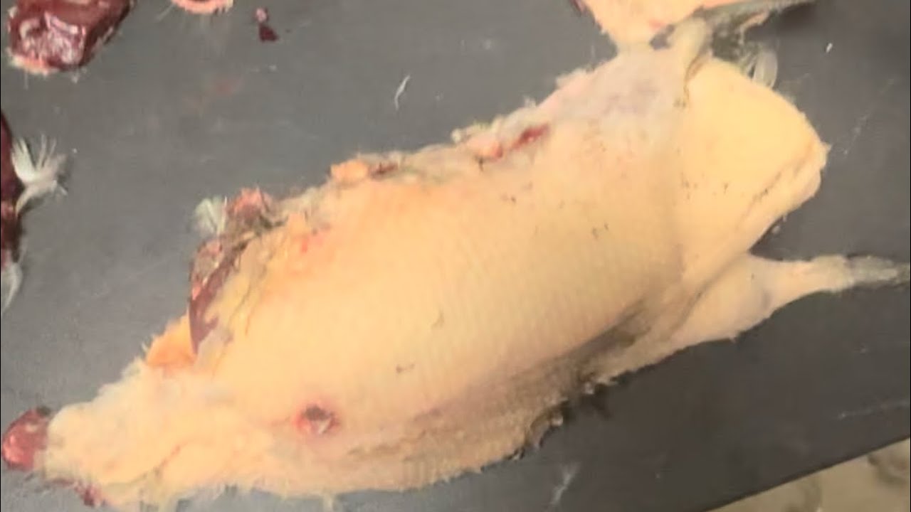 burning-the-feathers-off-a-duck-youtube