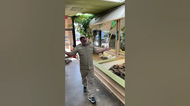 Giant Reticulated Pythons Looking amazing In Their Enclosure 🤩🐍