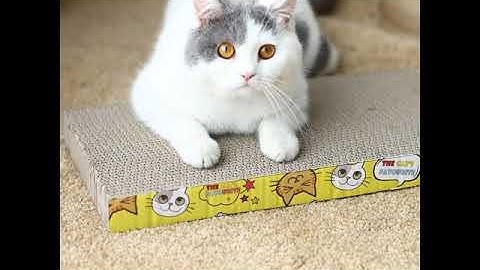 Simple Scratching Board with Catnip for Cats || Cats and Dogs Accessories