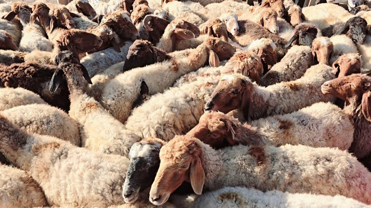 سوق الغنم 5 _ 7 معرة مصرين ( ١٠٠ راس غنم / أسعار اللحم/ فطايم/ خراف/ حركة البيع والشراء )