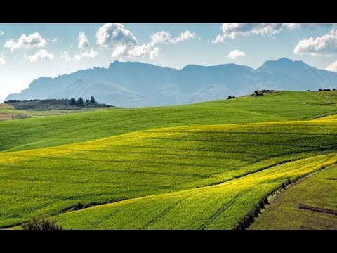 Video: ¿Qué es la agricultura sin labranza? ¿Cuáles son las ventajas y desventajas?