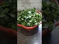 ସୁନୁସୁନିଆ ଶାଗ #shorts #shortsfeed #sunsunia saag #recipe #youtubeshorts #foryou #viral