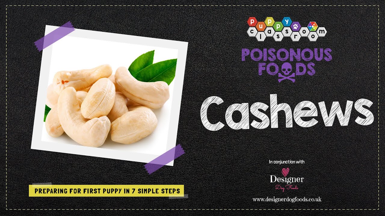 Are Cashews Toxic For Dogs?