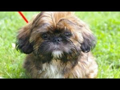 funniest-shih-tzu-video-!-funny-dogs-video-for-kids.