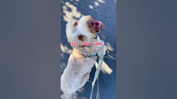 STOP Leash Pulling in 1 Step!!  Follow for daily t...
