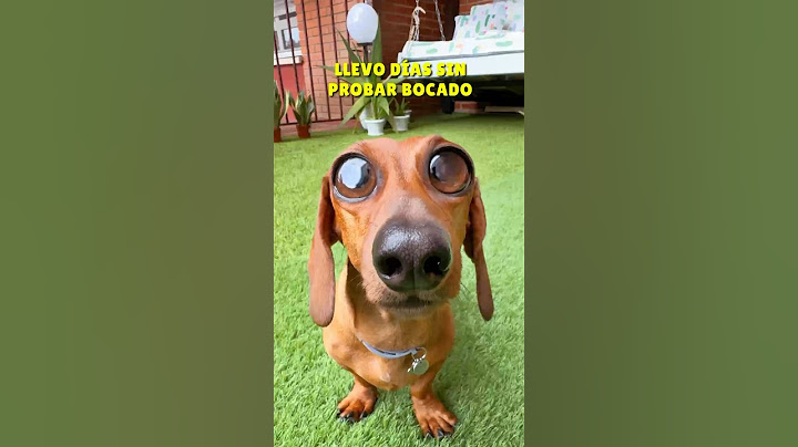 DESVELO mi SECRETO‼️😂 #teckel #perrosalchicha #dachshund #perros #doglover #dog #mascotas #humor