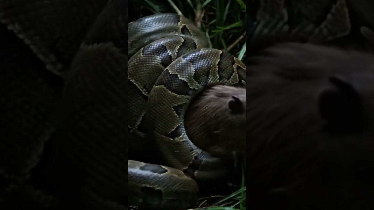 Python Vs Capybara Silent Strike In The Swamp 4K 