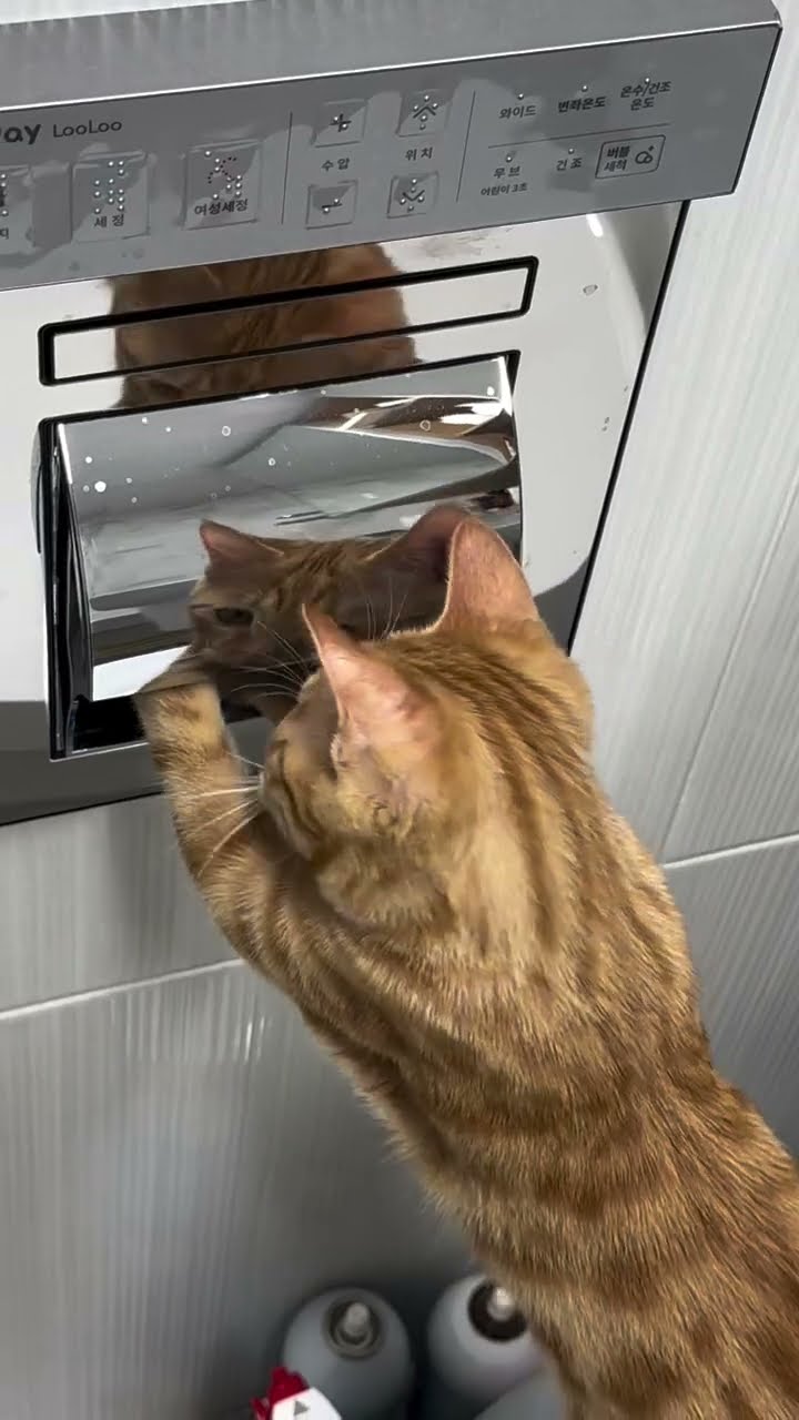 Funny kitten top vidéo