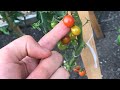 5 Ways to Speed Ripen Your Tomatoes Before the First Frost