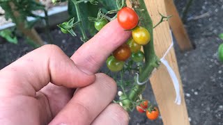 The first frost is coming, but with vines full of green tomatoes what
can be done? there anything that you do? sure is! in this episode we
will ...