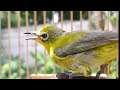 Pleci Betina Memanggil Jantan Pleci Gacor Ngebren Mp3 - Mp4 Download