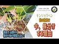 キンリョウヘン秋の株分け【今、株分けする理由】日本みつばちの養蜂 How to Beekeeping