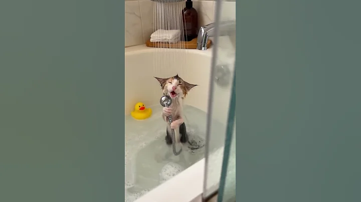 Video 11834081: cat funny meow cute, bath