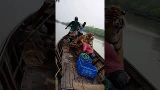 Can man fight off a ferocious tiger #tiger #animals #safari #shorts #viral #youtubeshorts #trending