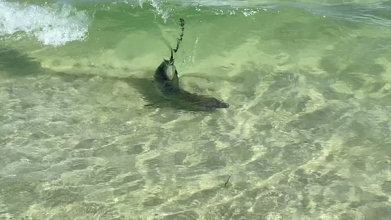 Shark Encounter Orange Beach, Alabama 5/27/2021. YouTube