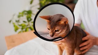 7 Secrets Your Vet Won't Tell You About Cat Skin Problems / Cat World Academy by Cat World Academy 105 views 3 weeks ago 8 minutes, 31 seconds