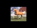 Legacy in gold  palomino tb stallion