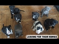 American Pit Bully Puppies - 7 Weeks Old