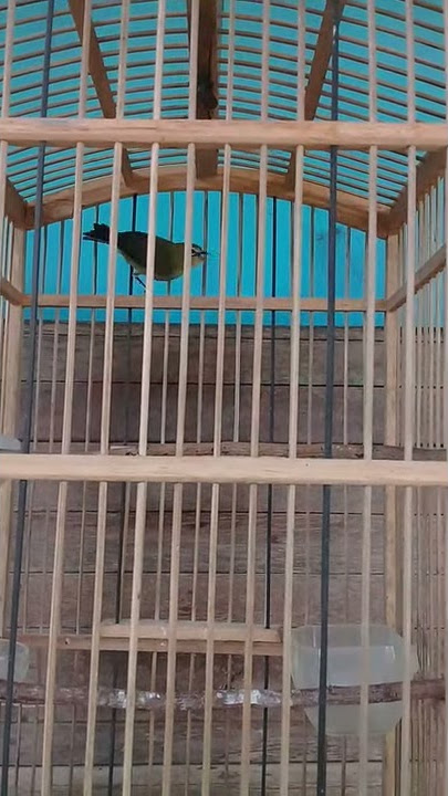 Pleci bustomi betina