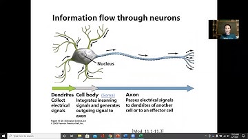 Spine, Spinal Cord, Bone Physiology I