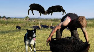 Shearing season, Amazing sheepdog, rams fighting