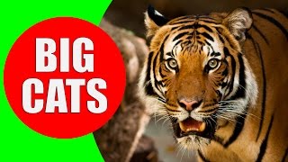 BIG CATS for Children  Tiger, Lion, Jaguar, Leopard, Cheetah, Puma  Learn Big Cats of the World