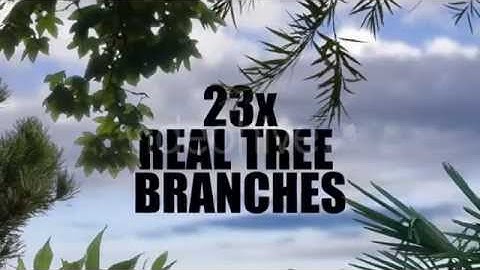 23x Real Tree Branches (Stock Footage)
