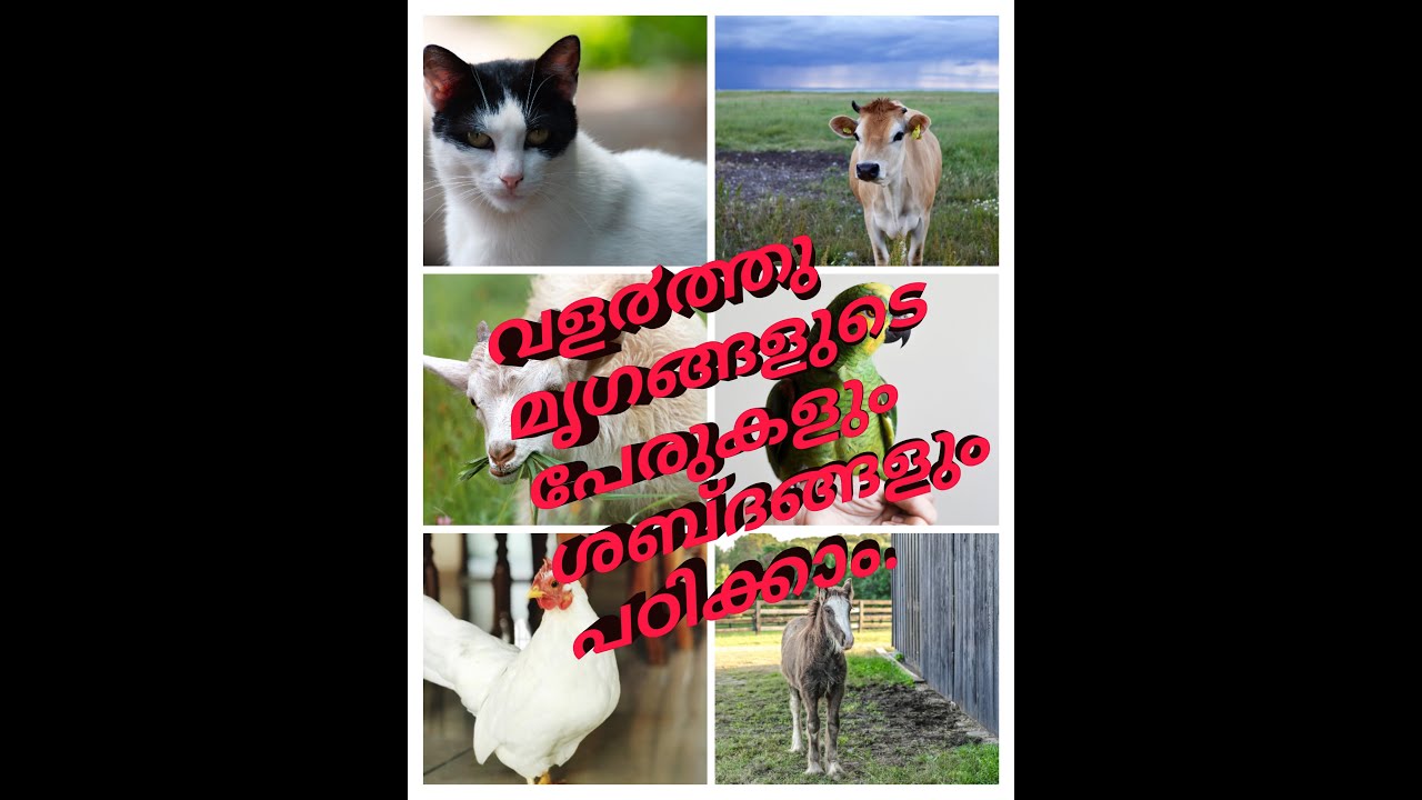 Domestic Animals Names And Sounds For Kids In Malayalam YouTube Domestic Animals Names And Sounds For Kids In Malayalam YouTube